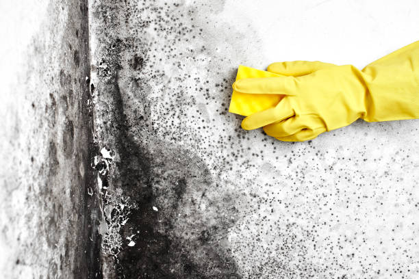 Best Certified Mold Removal  in New Port Richey East, FL