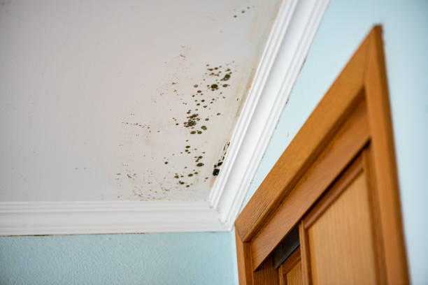 Best Attic Mold Removal  in New Port Richey East, FL