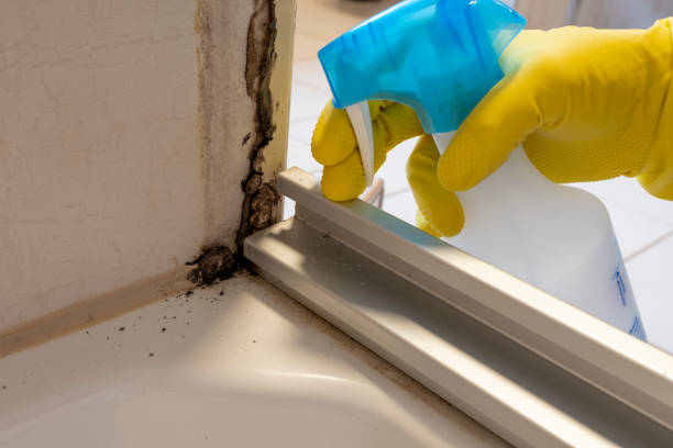 Best Office Mold Removal Services  in New Port Richey East, FL