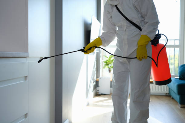 Best Same-Day Mold Removal  in New Port Richey East, FL