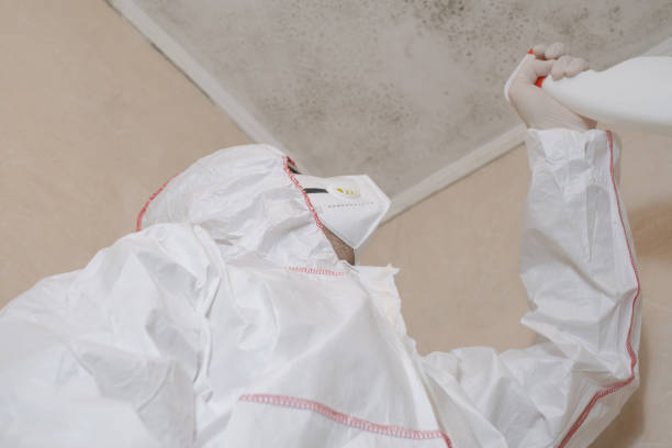 Best Professional Mold Removal  in New Port Richey East, FL
