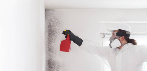 Best Commercial Mold Removal  in New Port Richey East, FL
