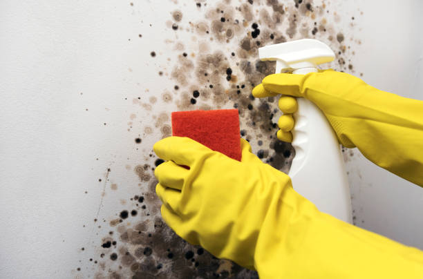 Attic Mold Removal in New Port Richey East, FL