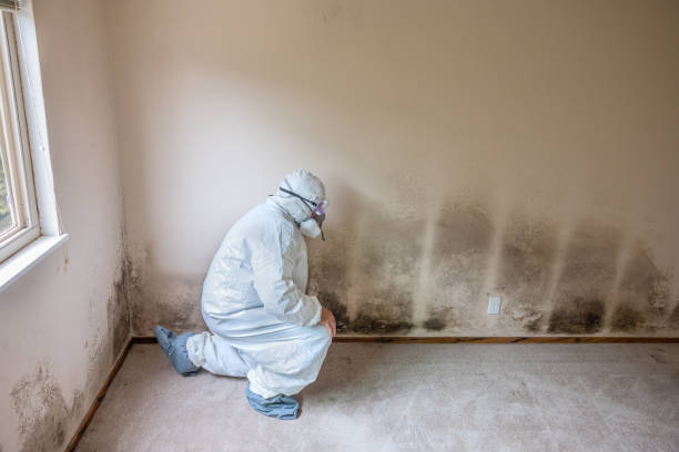 Best Crawl Space Mold Removal  in New Port Richey East, FL