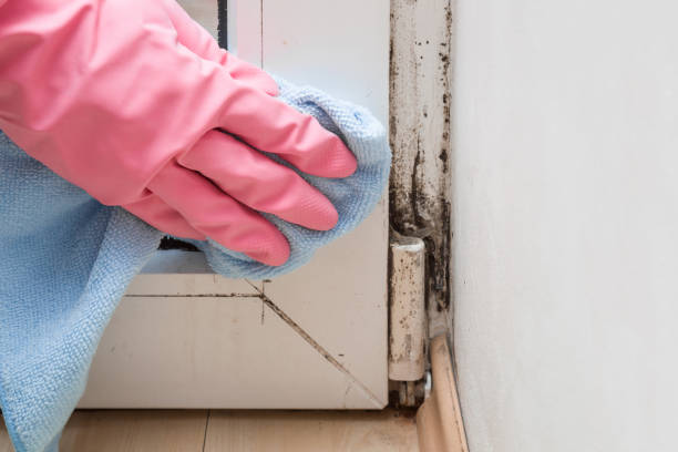 Reliable New Port Richey East, FL Mold Removal Solutions