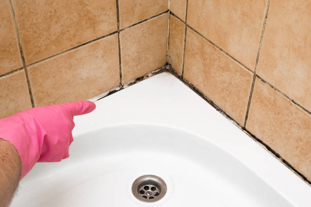 Best Mold Damage Repair  in New Port Richey East, FL