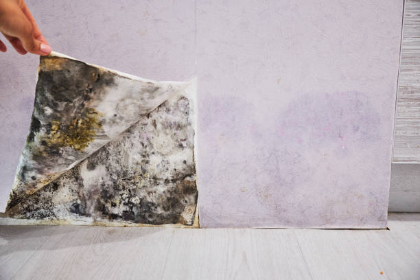 Best Emergency Mold Removal  in New Port Richey East, FL